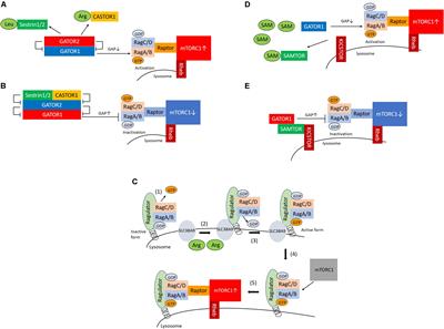 Mechanism of Activation of Mechanistic Target of Rapamycin Complex 1 by Methionine